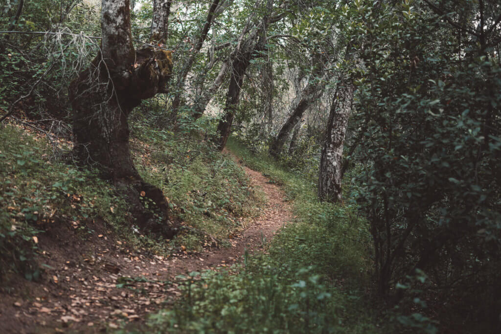 A photograph of a leaf-covered trail through winding into a Northern California oak tree forest. 